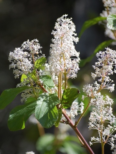 Ceanothus sanguineus
